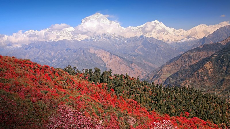 nature, landscape, mountains, clouds, sky, trees, forest, Rhododendron, snowy mountain, Himalayas, India
