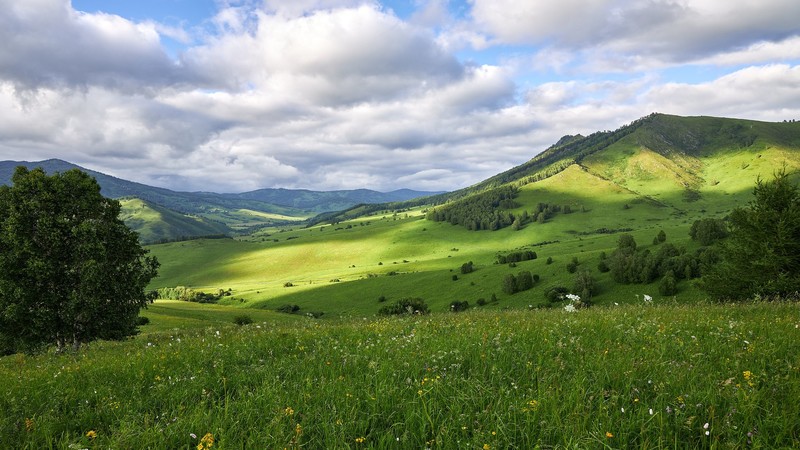 nature, landscape, sky, clouds, mountains, field, grass, wildflowers, trees, Altai Mountains, Mongolia