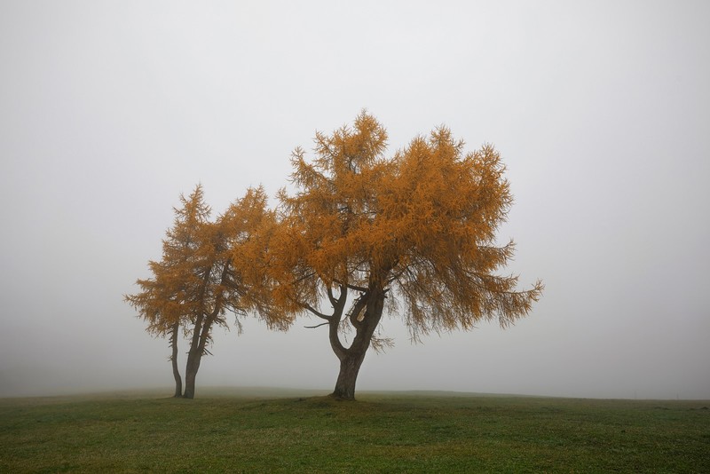 landscape, trees, grass, mist, outdoors, fall