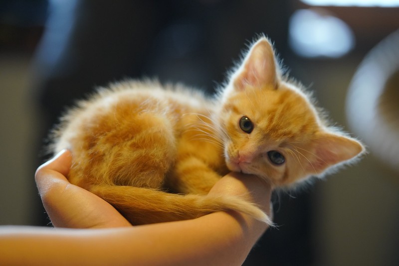 animals, mammals, cats, kittens