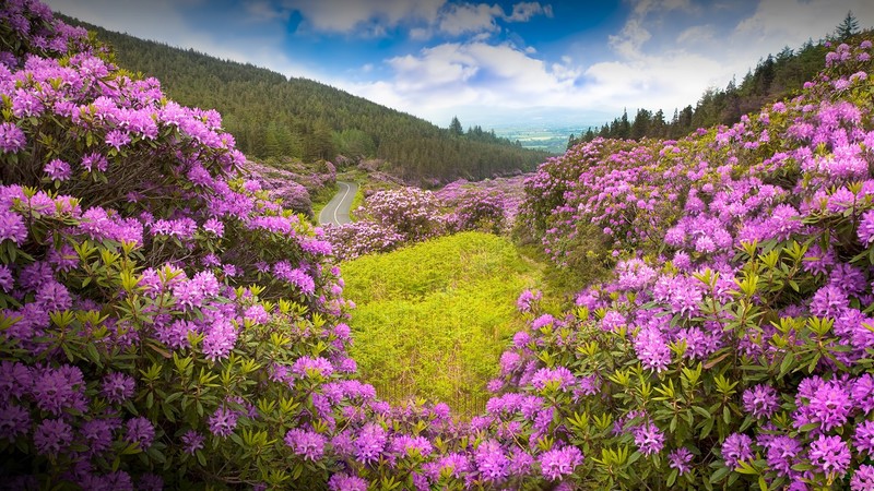 nature, landscape, flowers, trees, forest, plants, clouds, sky, road, purple flower, Rhododendron, Ireland