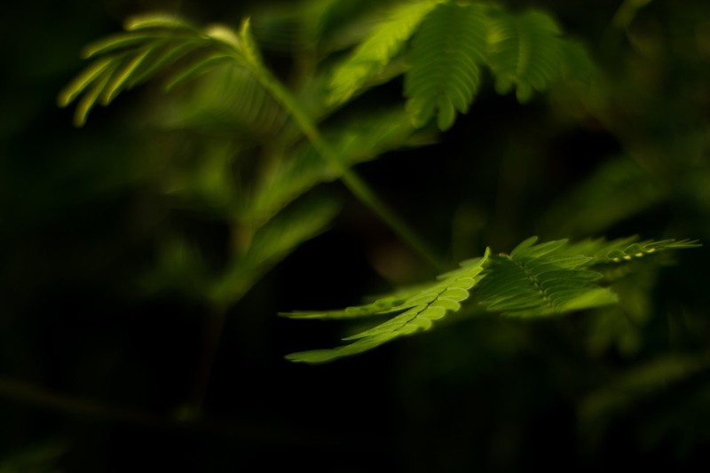 leaves, plants, nature, forest, garden, bokeh