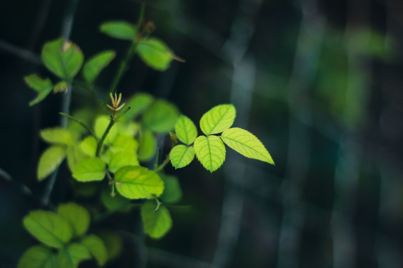 leaves, plants, nature, forest, garden, bokeh