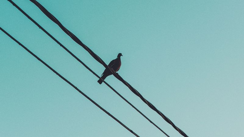 pigeon, wire, sky, 4k
