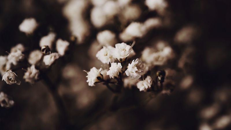 cherry, flowers, blooms, spring, garden, 4k