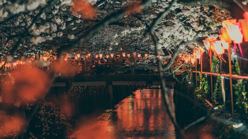 sakura, park, embankment, lights, bridge, river, 4k