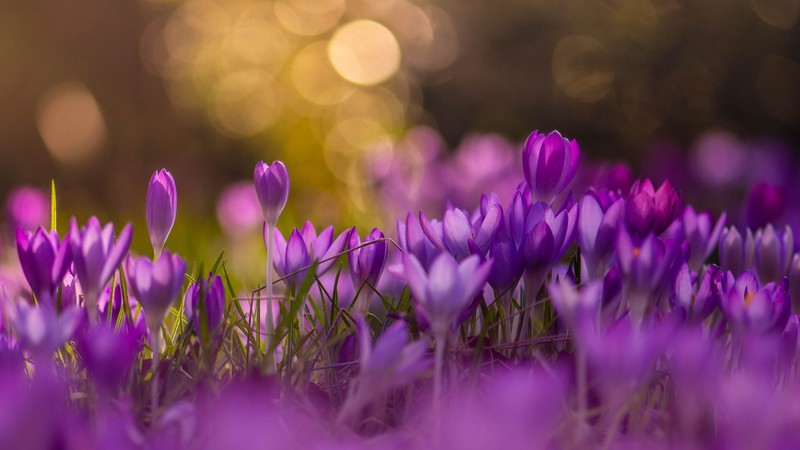 colorful, flowers, plants