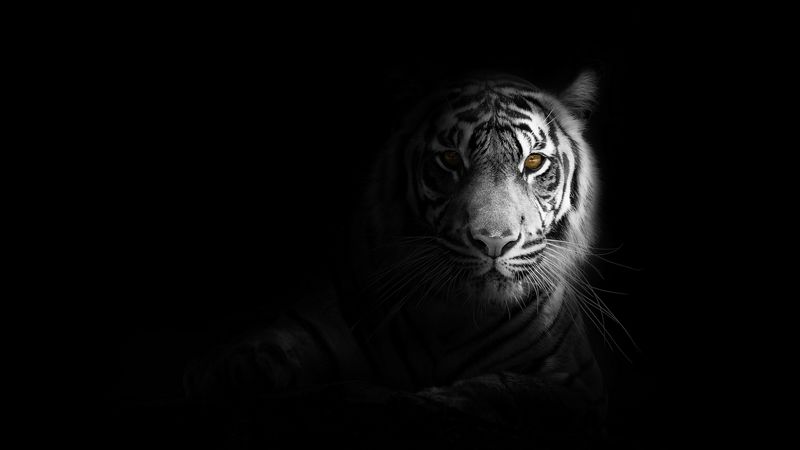 tiger, big cat, predator, glance, shadow, black and white, 4k
