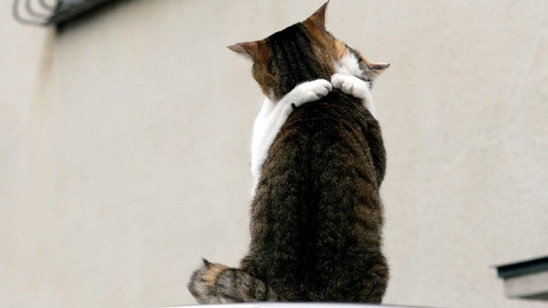 cats, feline, hugging