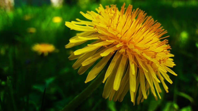 nature, macro, bokeh, yellow flower, plants, flowers, spring, dandelion