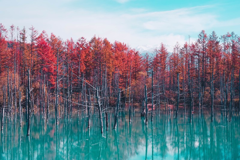 nature, landscape, trees, forest, fall, water, pond, sky, clouds, Japan