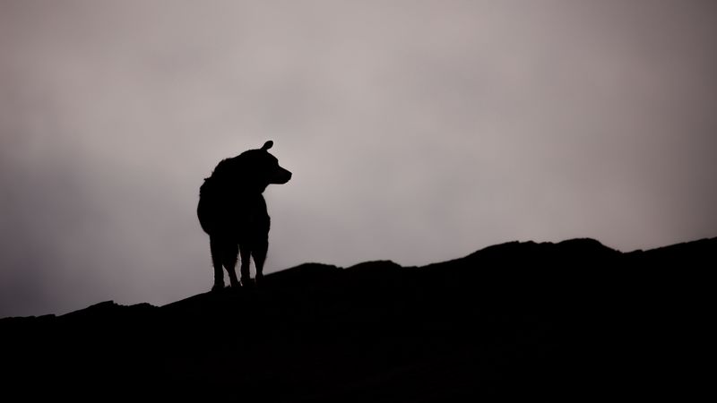 dog, silhouette, outlines, dark, bw, 4k