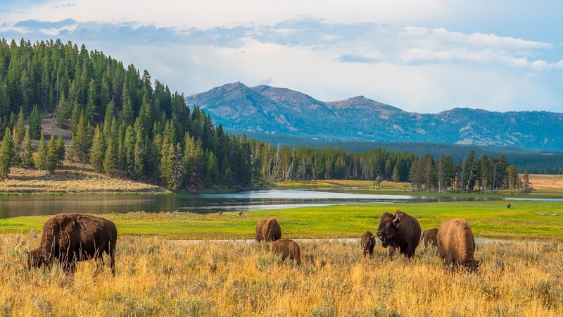 nature, landscape, trees, forest, mountains, river, bison, plants, grass, water, Yellowstone National Park, Wyoming, USA
