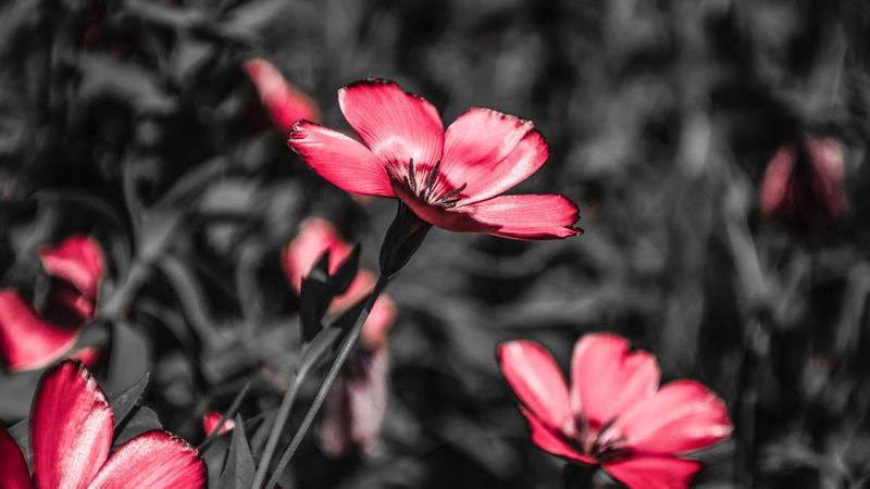 flower, pink, blooms, field, contrast, 4k