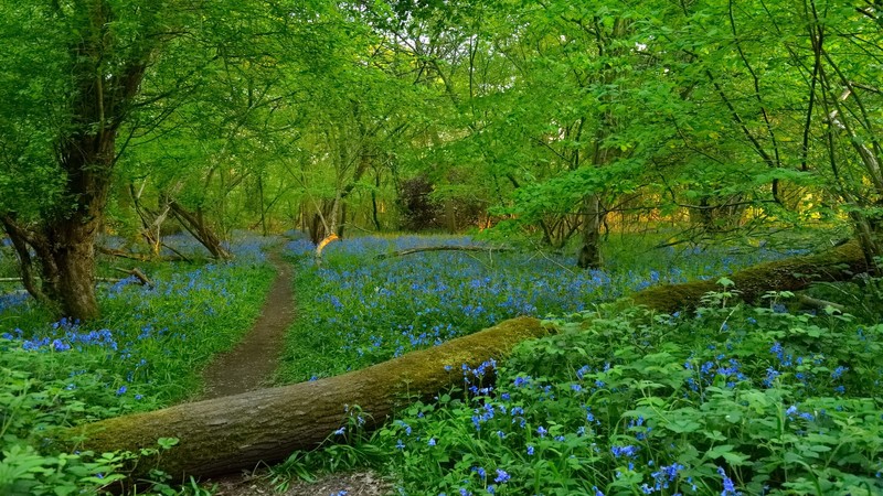 nature, landscape, forest, trees, flowers, wildflowers, grass