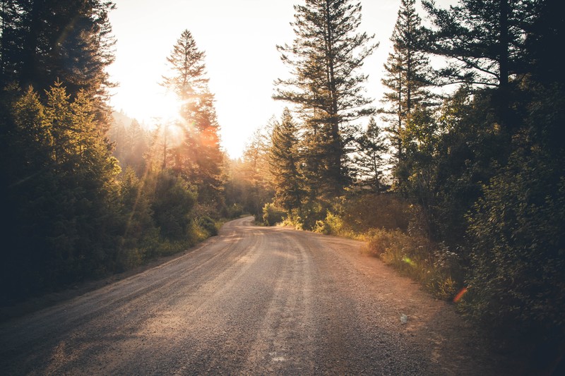 nature, landscape, road, trees, forest, plants, Sun, sunrise, sun rays, USA