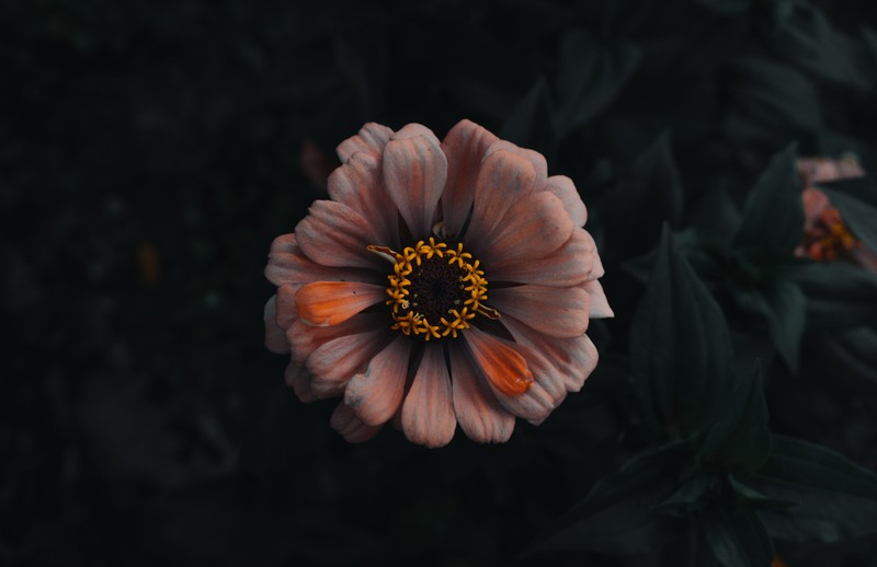 nature, flowers, macro, orange