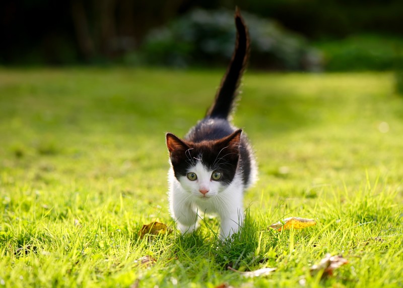 grass, cats, outdoors, mammals, animals