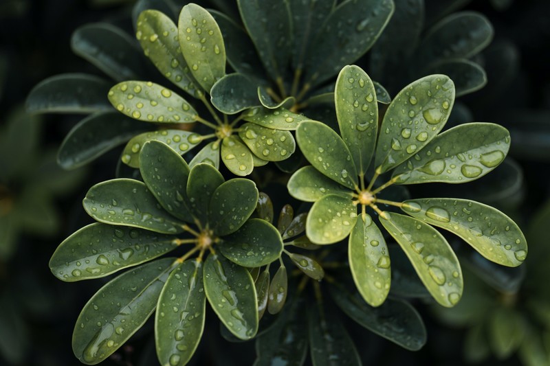 water drops, leaves, green, plants