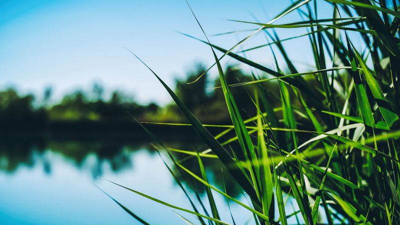 reed, cattail, grass, leaves, shore, pond, 4k