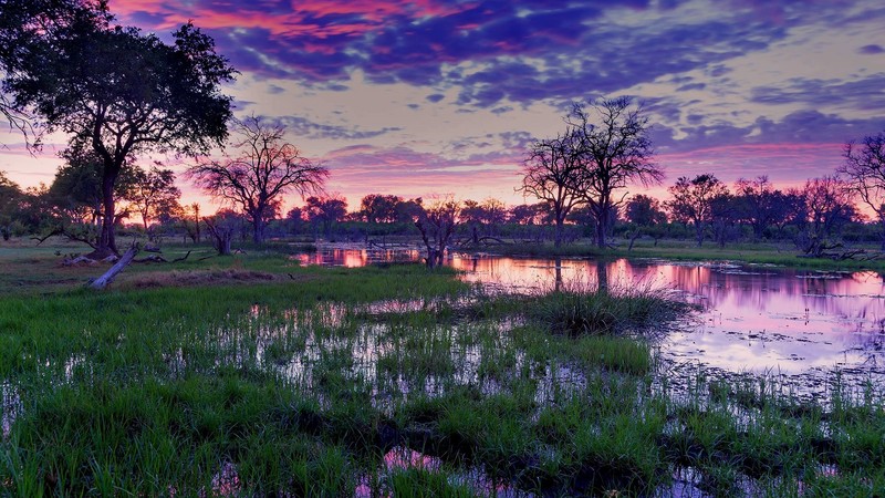 nature, landscape, trees, forest, plants, water, clouds, sky, dawn, Botswana, Africa