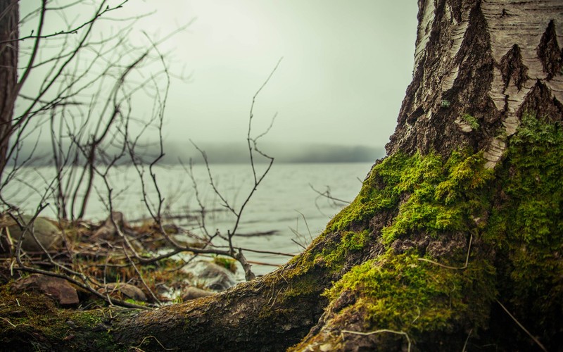 outdoors, photography, moss, river, tree bark, tree trunk, branch, mist, texture, nature, landscape, fall