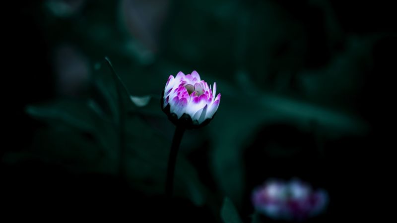 flower, bud, bloom, small, dark, 4k