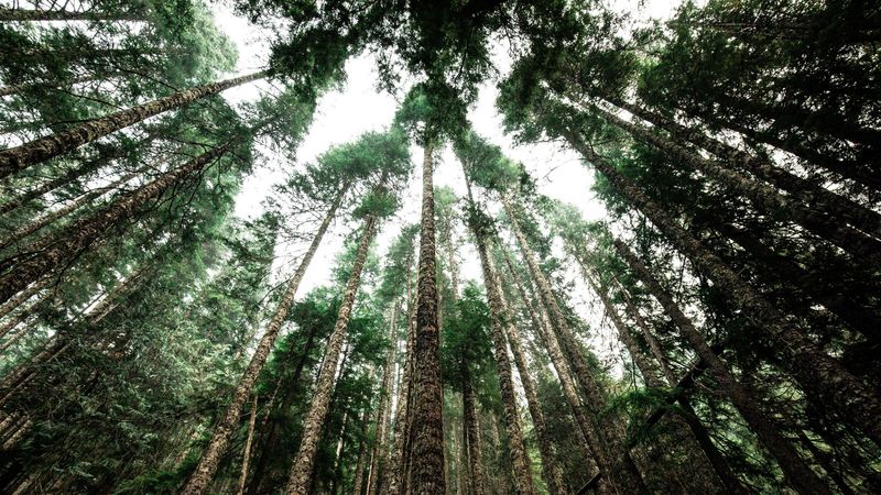 trees, tops, trunks, crowns, forest, 4k