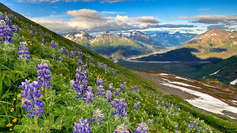 nature, landscape, sky, clouds, flowers, valley, mountains, river, rocks, purple flowers, fjord, Alaska, USA, spring