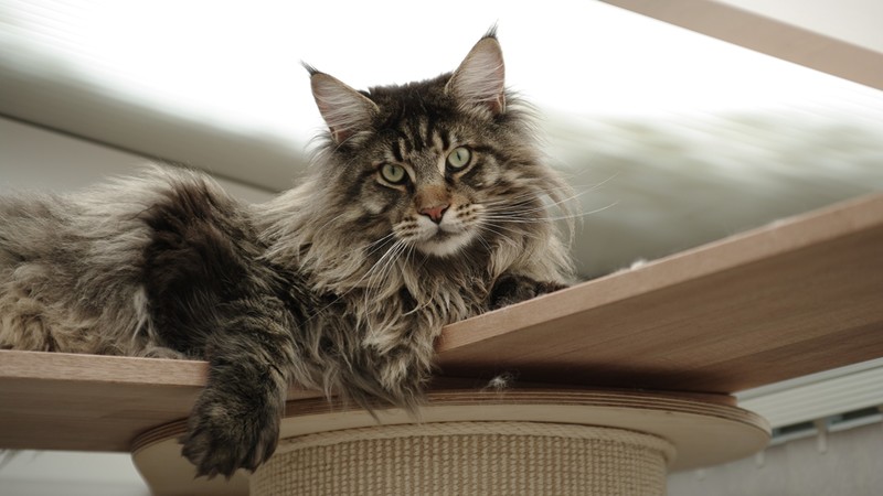 cats, pet, Maine Coon
