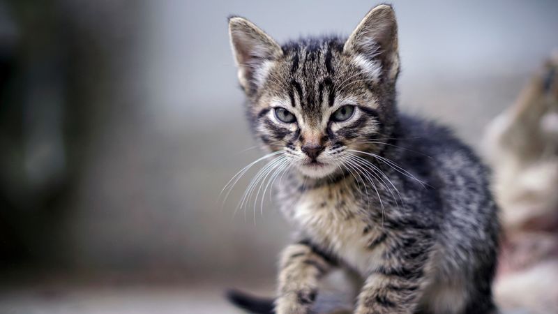 kitten, angry, frowning, displeased, striped, 4k