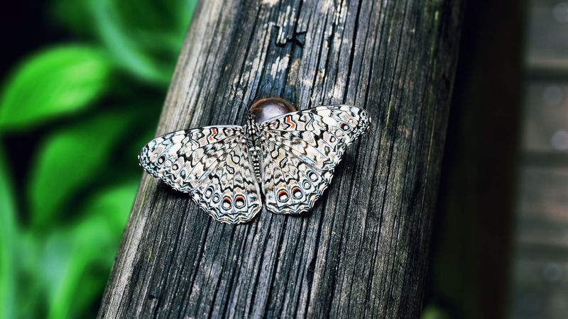 butterfly, insect, lepidoptera, wings, spotted, 4k
