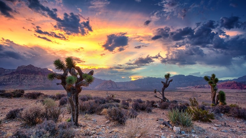 nature, landscape, trees, mountains, desert, rocks, cactus, clouds, sky, sunset, canyon, Las Vegas, Nevada, USA