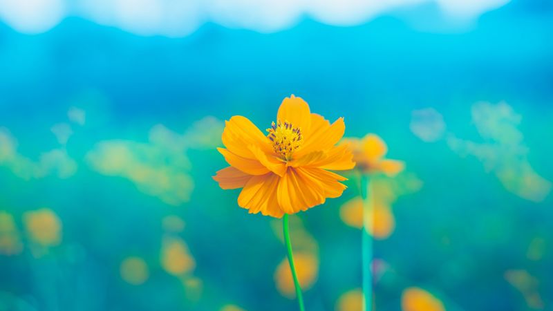 flower, yellow, delicate, blooms, petals, pistil, stem, 4k