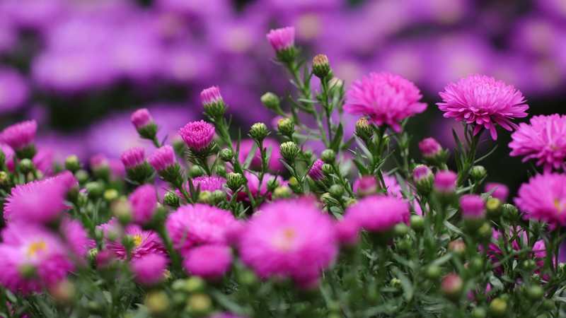 colorful, flowers, plants, bokeh, nature