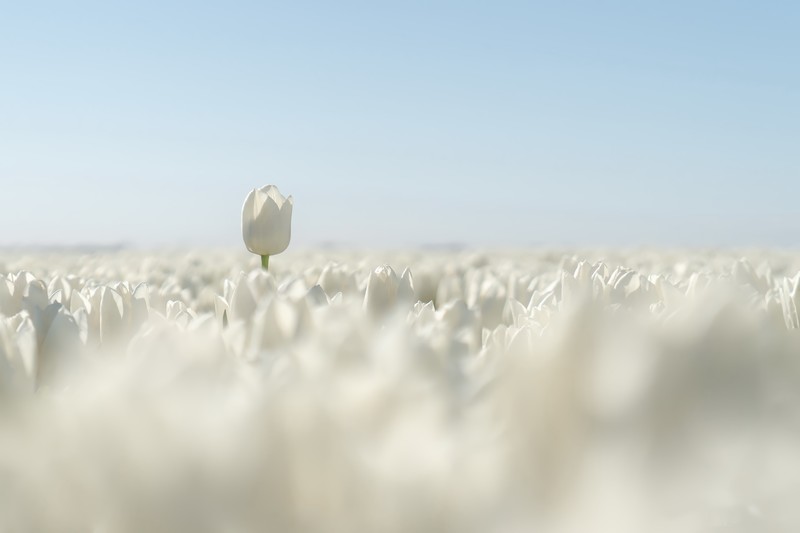 white flowers, plants, field, flowers, nature