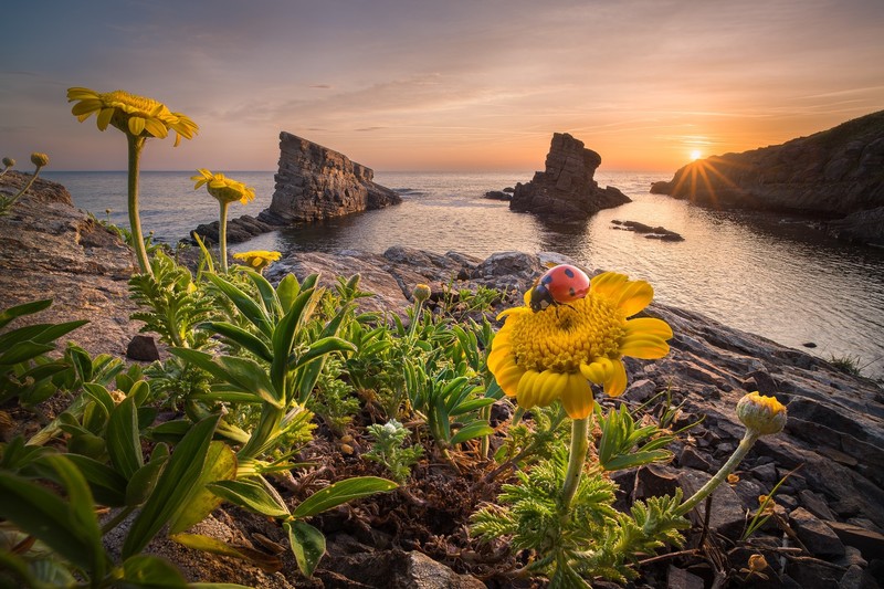 insect, flowers, plants, coast, sea, sky, nature