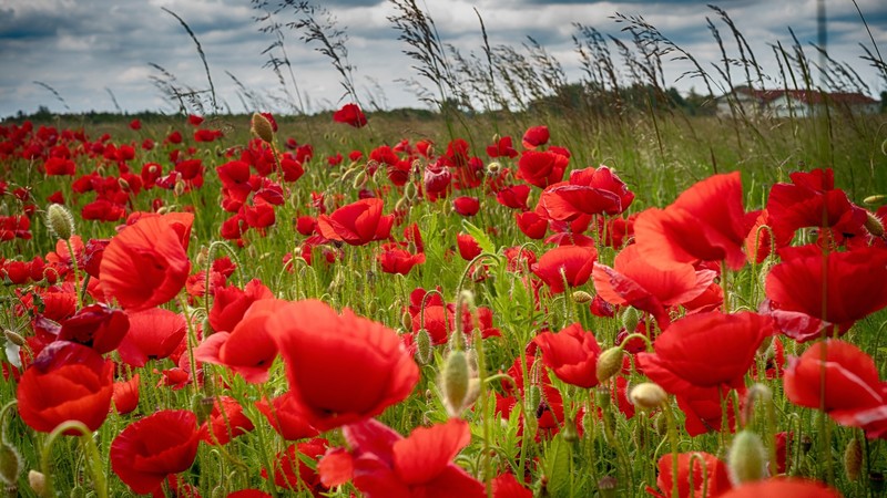 colorful, field, flowers, plants, red flowers, poppies, nature
