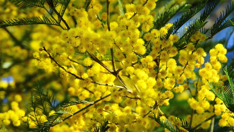 colorful, yellow, plants, twigs, flowers, nature