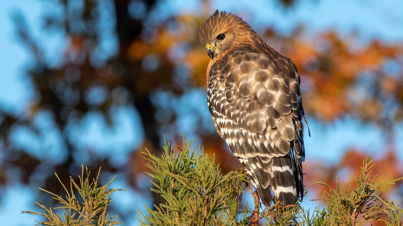 nature, animals, birds, hawk (animal)