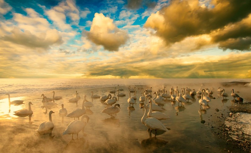 sky, sunlight, animals, birds, nature