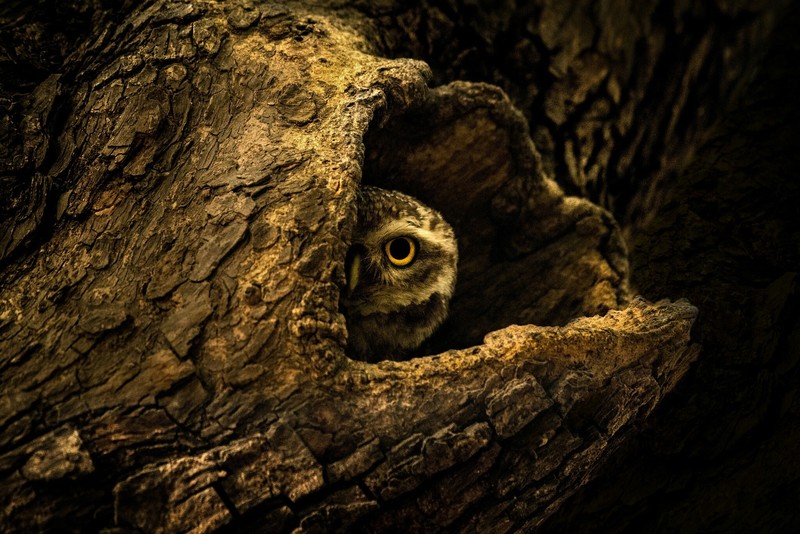 wood, animals, birds, owl, nature