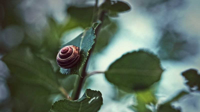 snail, shell, clam, spiral, leaves, plant, 4k