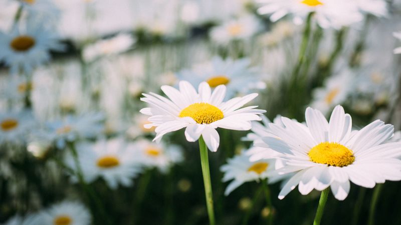 chamomile, field, flower, petals, 4k