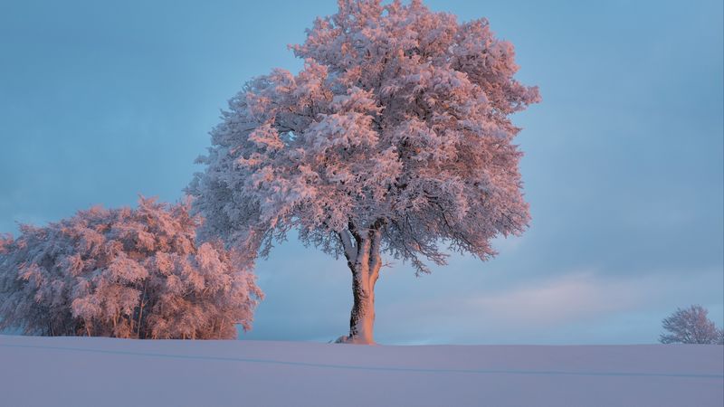 tree, frost, snow, winter, snowy, 4k