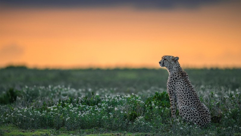 nature, wildlife, feline, cheetah, big cats, mammals