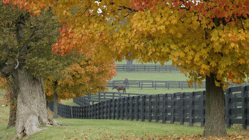 landscape, fall, forest, horse farm