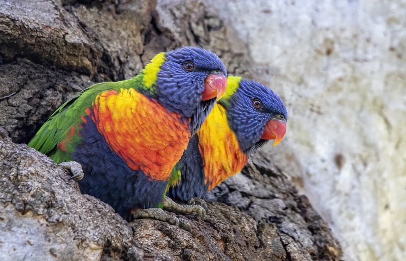 colorful, animals, birds