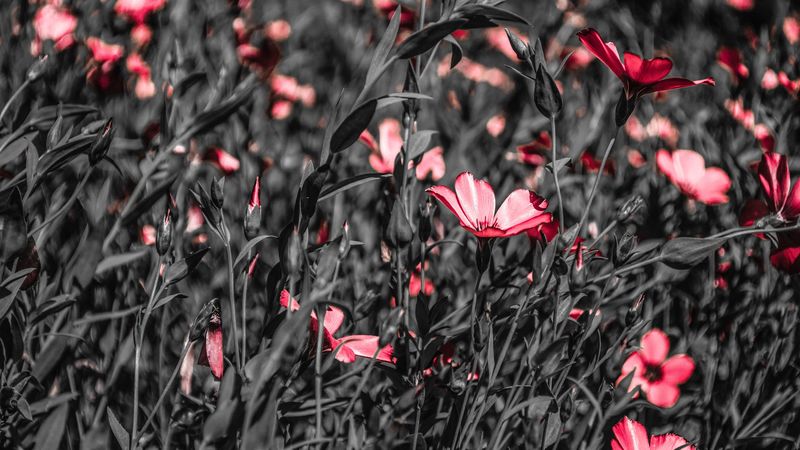 flowers, field, bloom, summer, 4k
