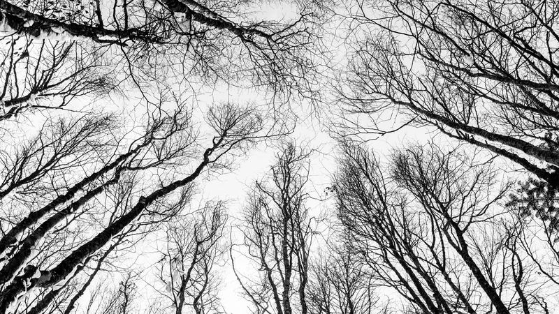 branches, trees, bw, bottom view, autumn, 4k